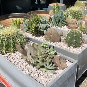 Bild von East Austin Succulents