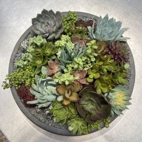 Bild von East Austin Succulents