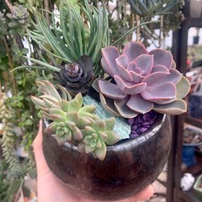 Bild von East Austin Succulents