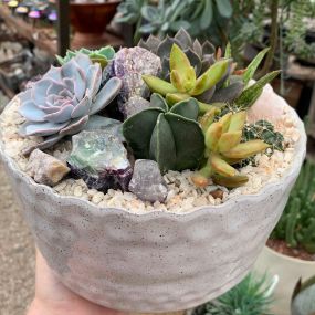 Bild von East Austin Succulents