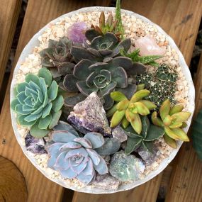 Bild von East Austin Succulents