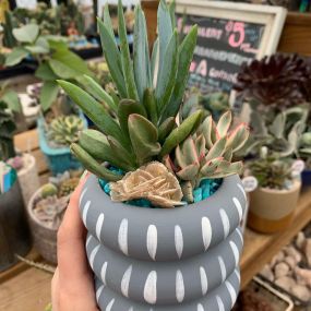 Bild von East Austin Succulents