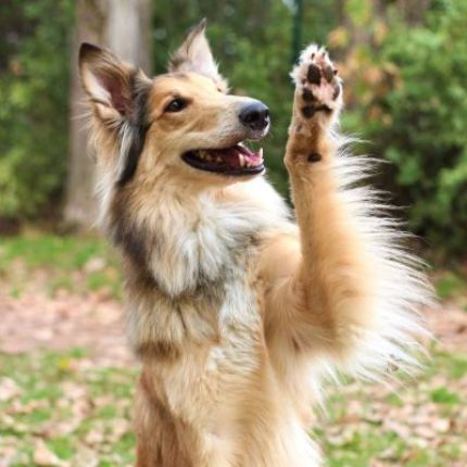 Λογότυπο από Dog College Franken