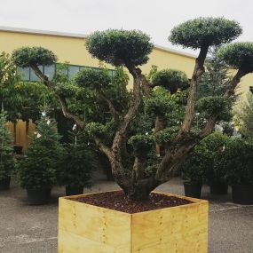 Bild von Vivai Donzelli - vendita piante