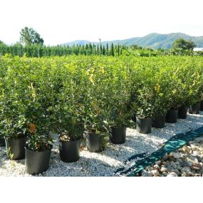 Bild von Vivai Donzelli - vendita piante