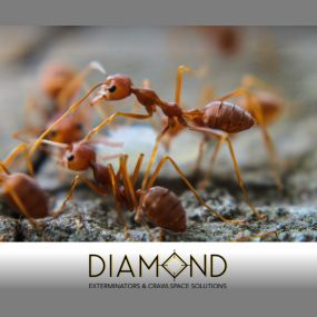 Bild von Diamond Exterminators