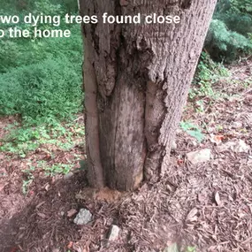 Dying tree found close to the home