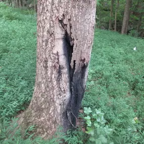 Dying tree found close to the home