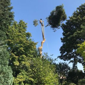 Bild von All about Arboriculture