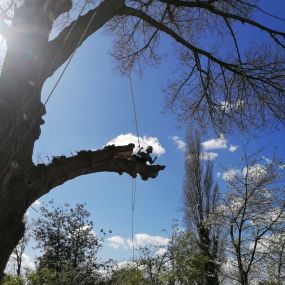 Bild von All about Arboriculture