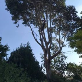 Bild von All about Arboriculture