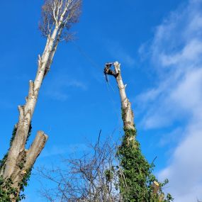 Bild von All about Arboriculture