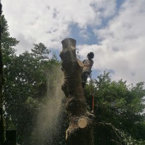 Bild von All about Arboriculture