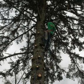 Bild von Greens Tree Service