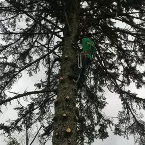 Bild von Greens Tree Service