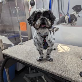 Bild von Kontota of Central Houston - Mobile Dog Grooming