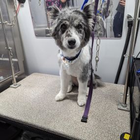 Bild von Kontota of Central Houston - Mobile Dog Grooming