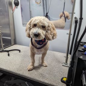 Bild von Kontota of Central Houston - Mobile Dog Grooming