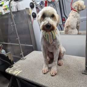 Bild von Kontota of Central Houston - Mobile Dog Grooming