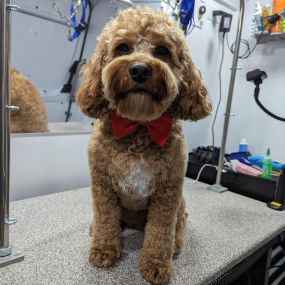 Bild von Kontota of Central Houston - Mobile Dog Grooming