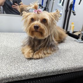 Bild von Kontota of Central Houston - Mobile Dog Grooming