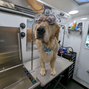 Bild von Kontota of Central Houston - Mobile Dog Grooming