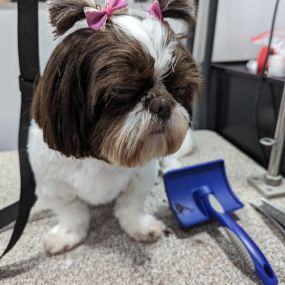 Bild von Kontota of Central Houston - Mobile Dog Grooming