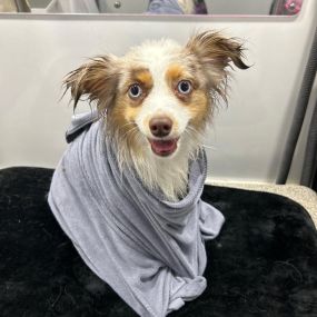 Bild von Kontota of Central Houston - Mobile Dog Grooming