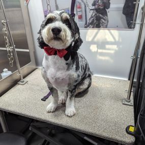 Bild von Kontota of Central Houston - Mobile Dog Grooming