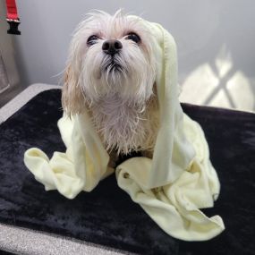 Bild von Kontota of Central Houston - Mobile Dog Grooming