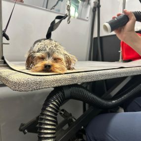 Bild von Kontota of Central Houston - Mobile Dog Grooming