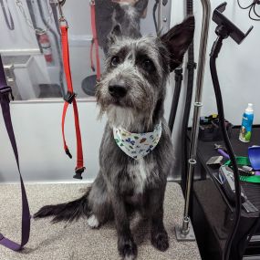 Bild von Kontota of Central Houston - Mobile Dog Grooming