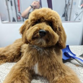 Bild von Kontota of Central Houston - Mobile Dog Grooming