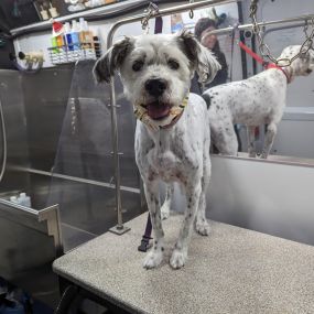 Bild von Kontota of Central Houston - Mobile Dog Grooming