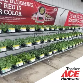 Bild von Thacker Ace Hardware