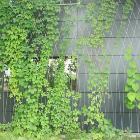 Green building facade created with stainless steel cable mesh by Carl Stahl DecorCable.