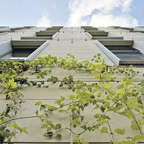 Stainless steel wire rope greenery system for trellis and green walls by Carl Stahl DecorCable.