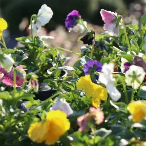 Bild von Louisiana Nursery