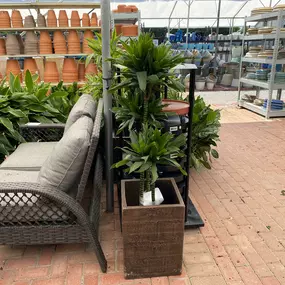 Bild von Louisiana Nursery