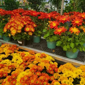 Bild von Louisiana Nursery