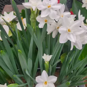 Bild von Louisiana Nursery