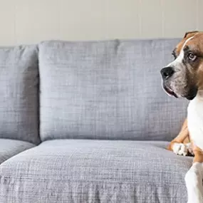 Pets
What does your four-legged friend do all day while you’re at work? Now you can see who really knocked the kitchen garbage over. See what your pets are up to at anytime without leaving the office.