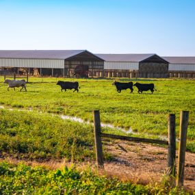 Perdido River Farms cattle