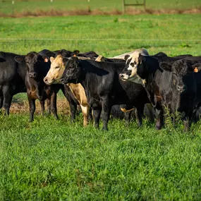 Perdido River Farms cattle