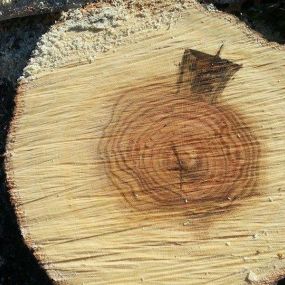Boomverzorging b-Tree - Vellen van bomen