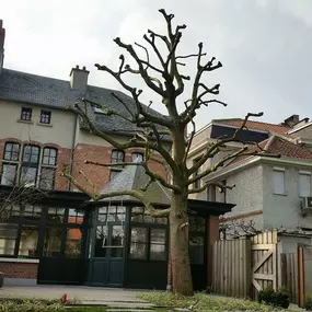 Boomverzorging b-Tree - Snoeien van bomen