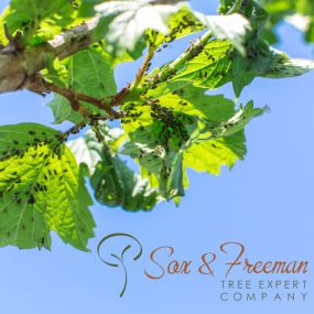 Bild von Sox & Freeman Tree Expert Co