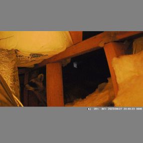raccoon caught on camera wandering through the attic