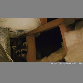 raccoon caught on camera in the attic