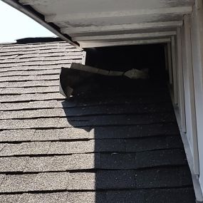 raccoons can tear up your home while they try to make their way into the attic
